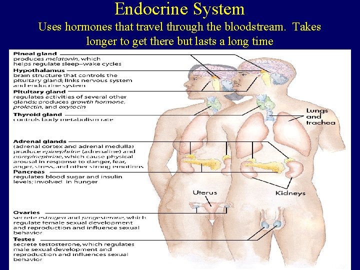 Endocrine System Uses hormones that travel through the bloodstream. Takes longer to get there