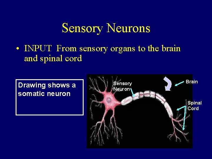 Sensory Neurons • INPUT From sensory organs to the brain and spinal cord Drawing