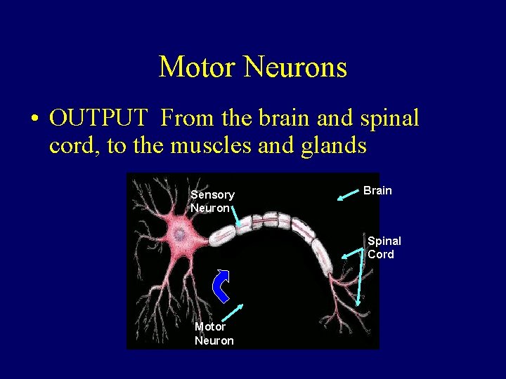 Motor Neurons • OUTPUT From the brain and spinal cord, to the muscles and