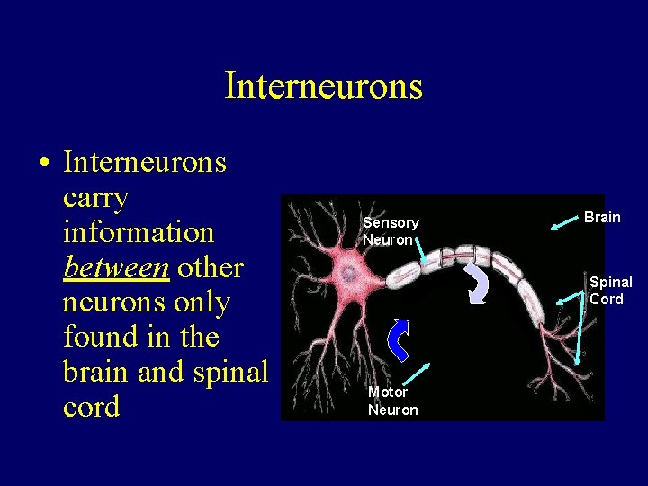 Interneurons • Interneurons carry information between other neurons only found in the brain and