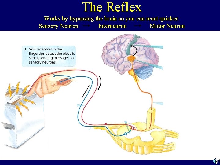 The Reflex Works by bypassing the brain so you can react quicker. Sensory Neuron