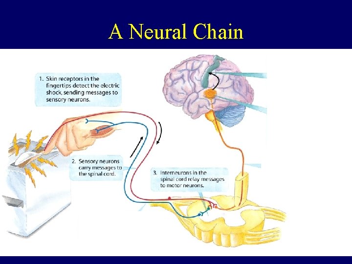 A Neural Chain 