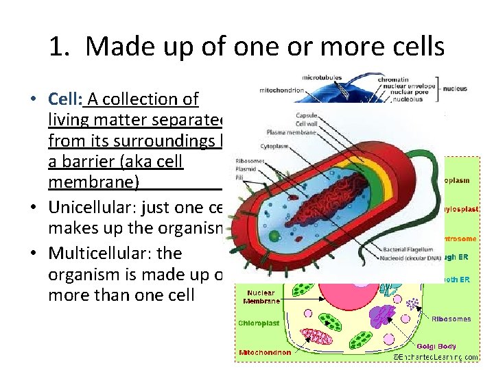 This Means Made Up Of More Than One Cell