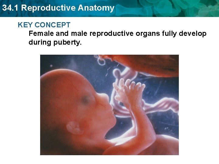 34. 1 Reproductive Anatomy KEY CONCEPT Female and male reproductive organs fully develop during