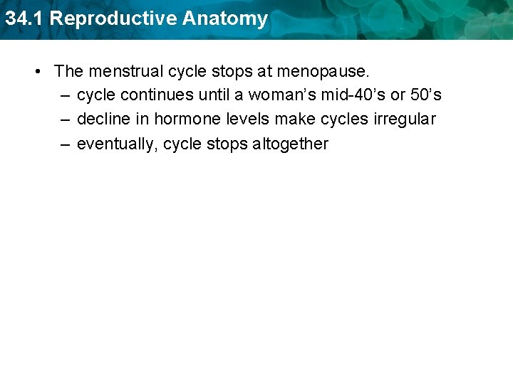 34. 1 Reproductive Anatomy • The menstrual cycle stops at menopause. – cycle continues