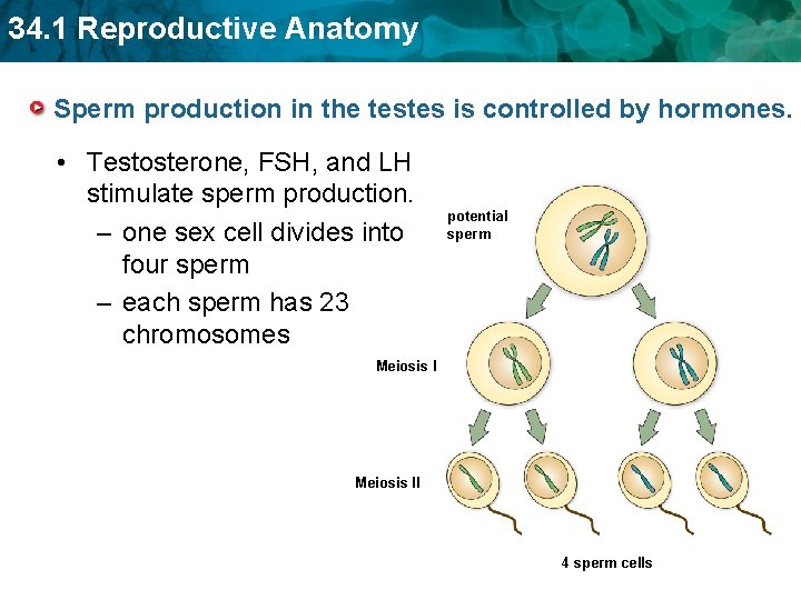 34. 1 Reproductive Anatomy Sperm production in the testes is controlled by hormones. •