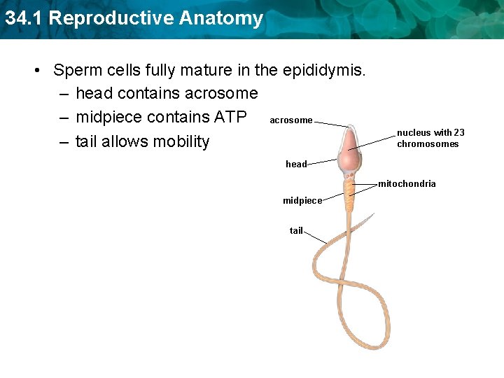 34. 1 Reproductive Anatomy • Sperm cells fully mature in the epididymis. – head