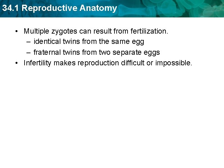 34. 1 Reproductive Anatomy • Multiple zygotes can result from fertilization. – identical twins