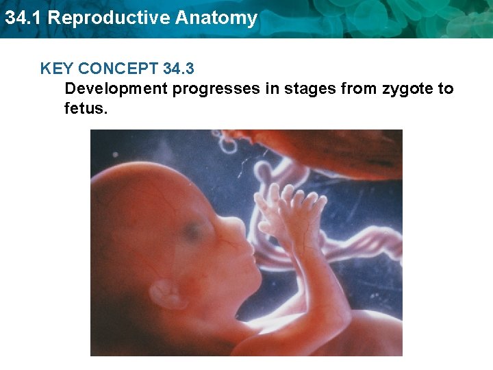 34. 1 Reproductive Anatomy KEY CONCEPT 34. 3 Development progresses in stages from zygote