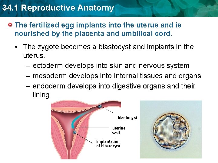 34. 1 Reproductive Anatomy The fertilized egg implants into the uterus and is nourished