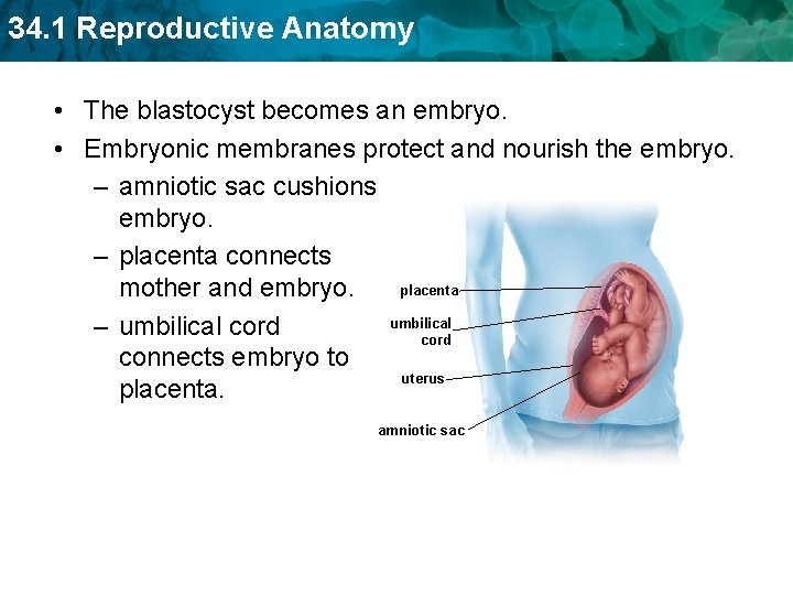 34. 1 Reproductive Anatomy • The blastocyst becomes an embryo. • Embryonic membranes protect