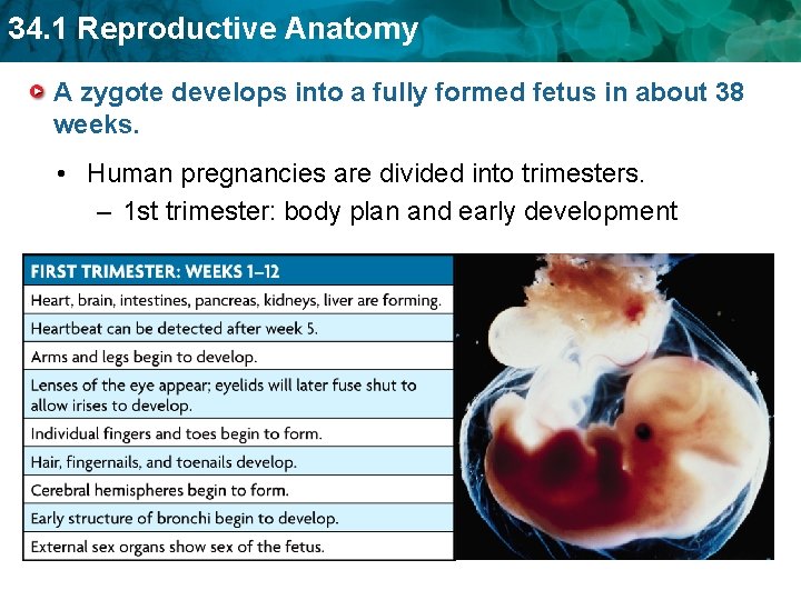 34. 1 Reproductive Anatomy A zygote develops into a fully formed fetus in about