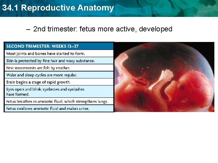34. 1 Reproductive Anatomy – 2 nd trimester: fetus more active, developed 