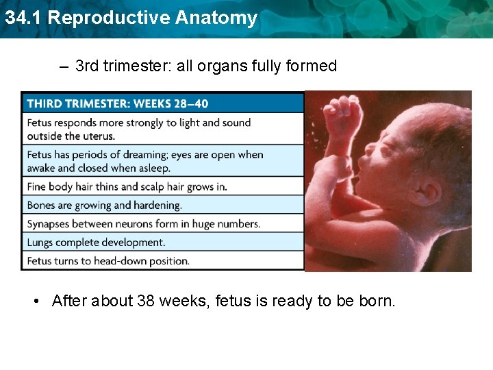 34. 1 Reproductive Anatomy – 3 rd trimester: all organs fully formed • After