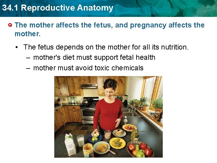 34. 1 Reproductive Anatomy The mother affects the fetus, and pregnancy affects the mother.