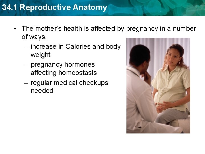 34. 1 Reproductive Anatomy • The mother’s health is affected by pregnancy in a