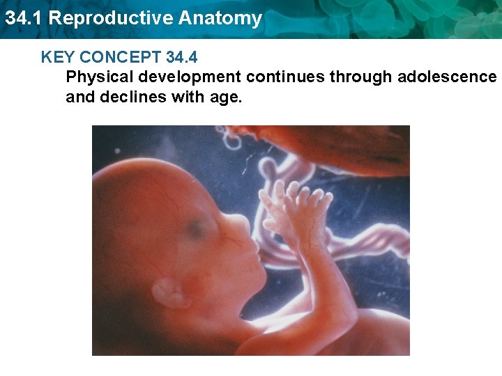 34. 1 Reproductive Anatomy KEY CONCEPT 34. 4 Physical development continues through adolescence and