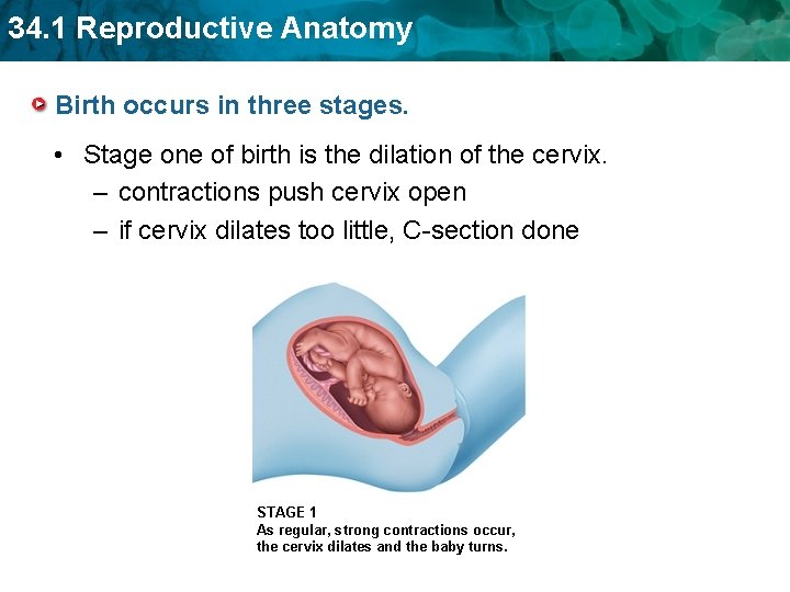 34. 1 Reproductive Anatomy Birth occurs in three stages. • Stage one of birth