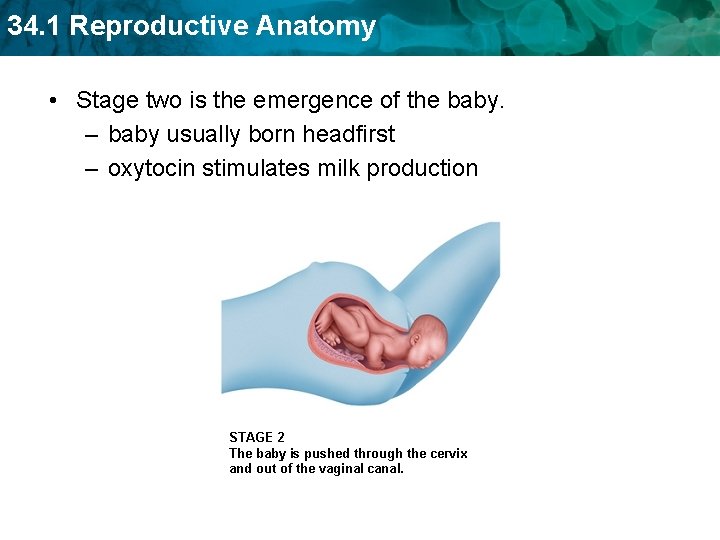 34. 1 Reproductive Anatomy • Stage two is the emergence of the baby. –