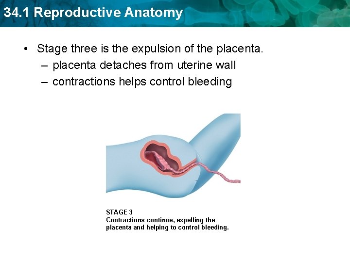 34. 1 Reproductive Anatomy • Stage three is the expulsion of the placenta. –