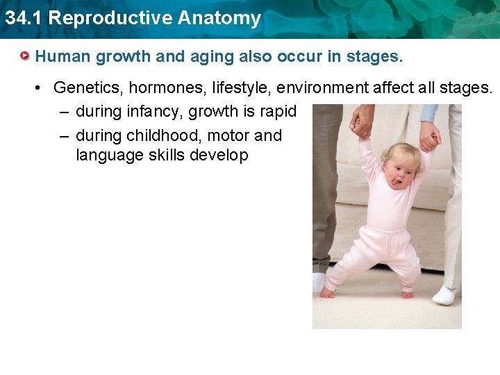 34. 1 Reproductive Anatomy Human growth and aging also occur in stages. • Genetics,