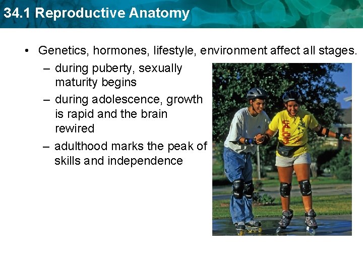 34. 1 Reproductive Anatomy • Genetics, hormones, lifestyle, environment affect all stages. – during