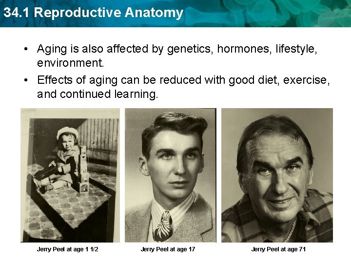 34. 1 Reproductive Anatomy • Aging is also affected by genetics, hormones, lifestyle, environment.