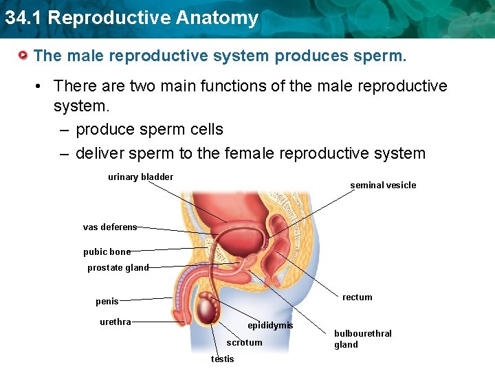 34. 1 Reproductive Anatomy The male reproductive system produces sperm. • There are two