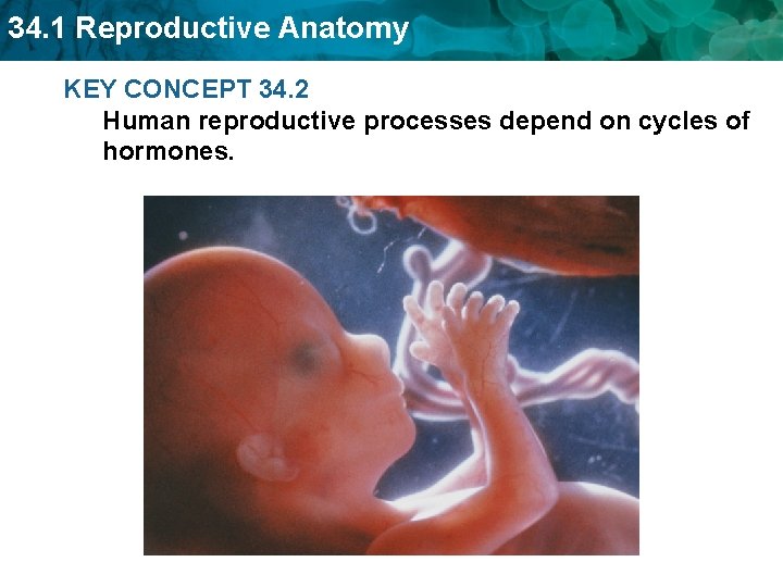 34. 1 Reproductive Anatomy KEY CONCEPT 34. 2 Human reproductive processes depend on cycles