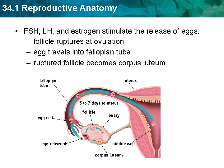 34. 1 Reproductive Anatomy • FSH, LH, and estrogen stimulate the release of eggs.