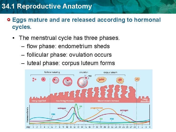 34. 1 Reproductive Anatomy Eggs mature and are released according to hormonal cycles. •