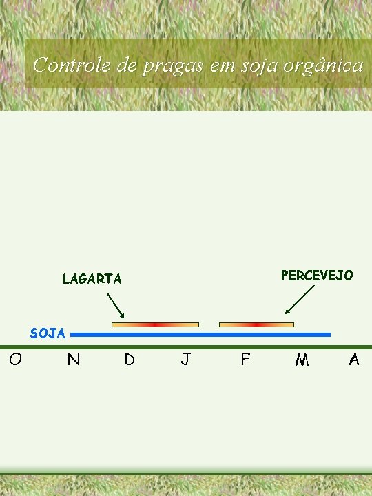 Controle de pragas em soja orgânica PERCEVEJO LAGARTA SOJA O N D J F