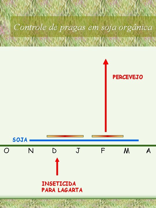 Controle de pragas em soja orgânica PERCEVEJO SOJA O N D J INSETICIDA PARA