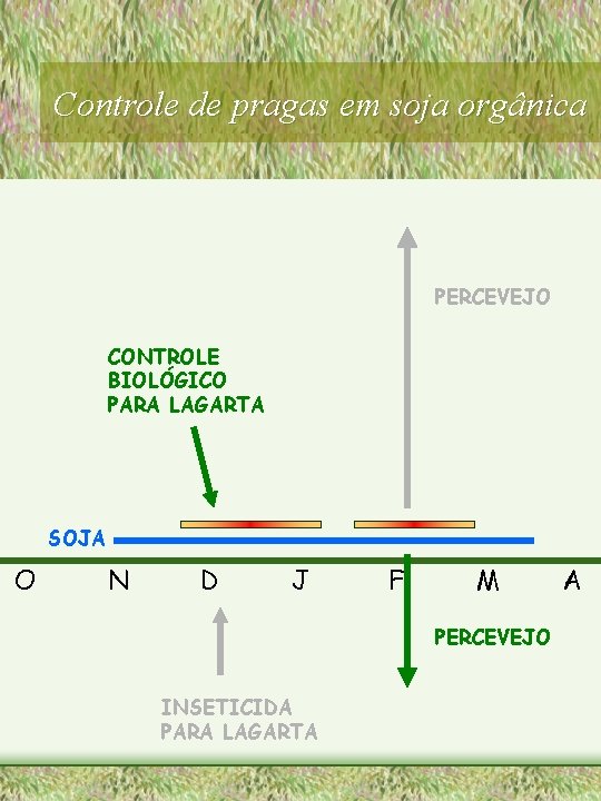 Controle de pragas em soja orgânica PERCEVEJO CONTROLE BIOLÓGICO PARA LAGARTA SOJA O N