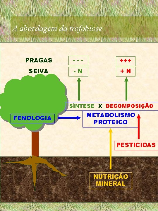 A abordagem da trofobiose PRAGAS --- +++ SEIVA -N +N SÍNTESE X DECOMPOSIÇÃO FENOLOGIA