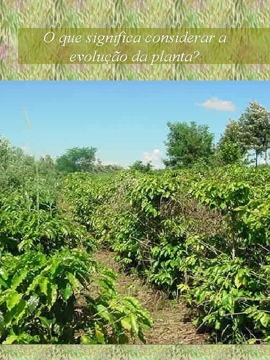 O que significa considerar a evolução da planta? 