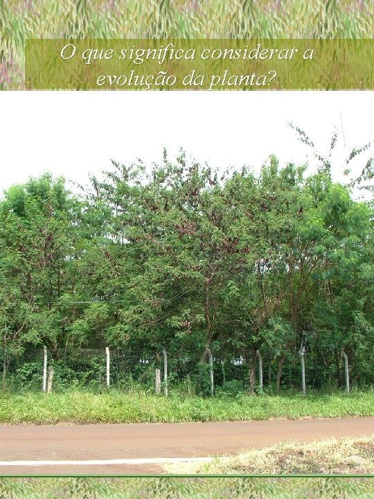 O que significa considerar a evolução da planta? 
