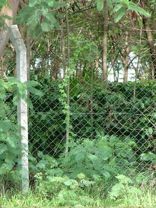 O que significa considerar a evolução da planta? 