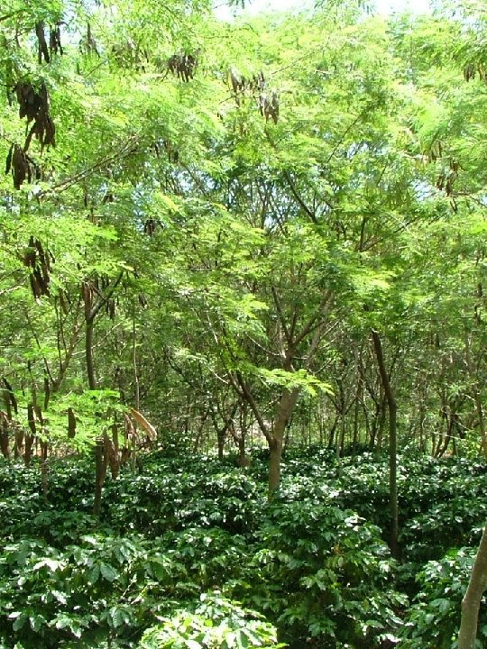 O que significa considerar a evolução da planta 