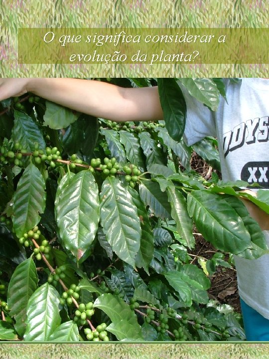 O que significa considerar a evolução da planta? 
