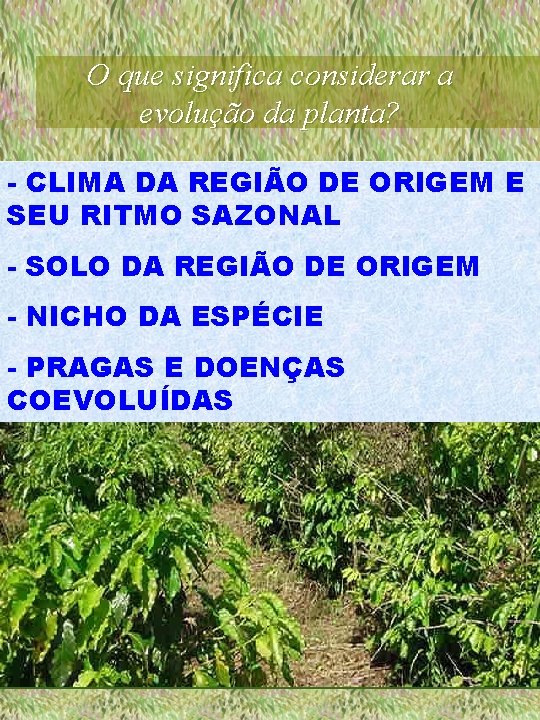 O que significa considerar a evolução da planta? - CLIMA DA REGIÃO DE ORIGEM