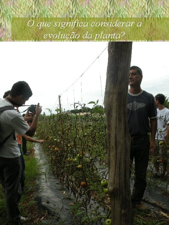 O que significa considerar a evolução da planta? 