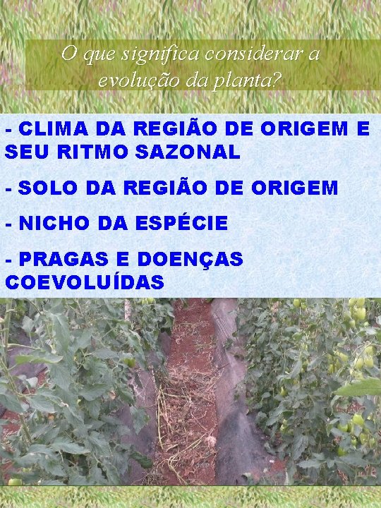 O que significa considerar a evolução da planta? - CLIMA DA REGIÃO DE ORIGEM