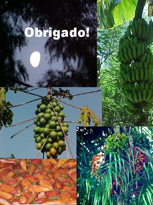 Agradecimento Obrigado! 