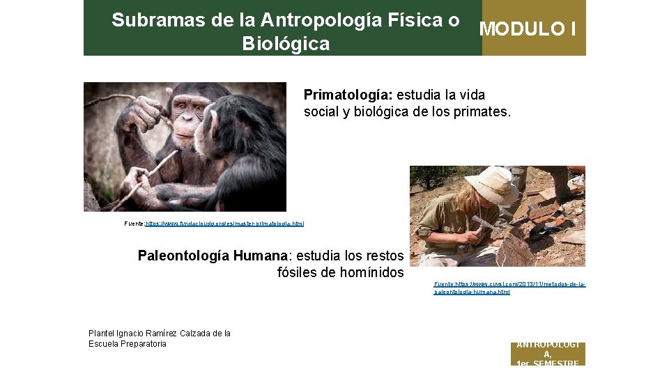 Subramas de la Antropología Física o MODULO I Biológica Primatología: estudia la vida social