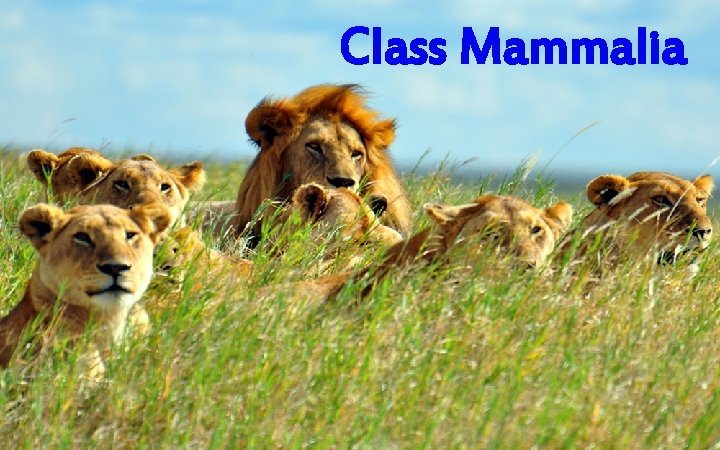 Class Mammalia 