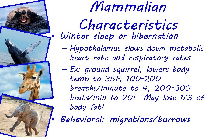Mammalian Characteristics • Winter sleep or hibernation – Hypothalamus slows down metabolic heart rate
