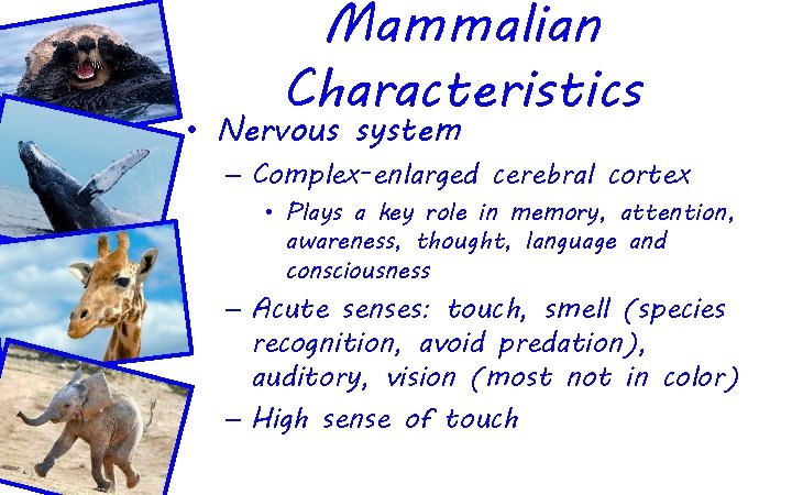 Mammalian Characteristics • Nervous system – Complex-enlarged cerebral cortex • Plays a key role