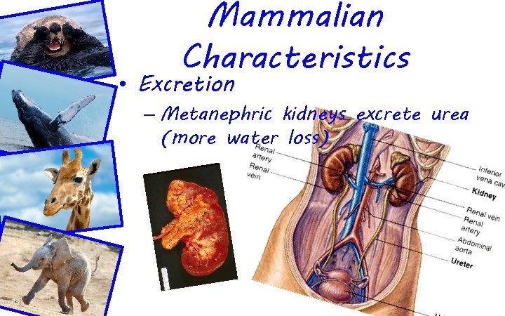 Mammalian Characteristics • Excretion – Metanephric kidneys excrete urea (more water loss) 
