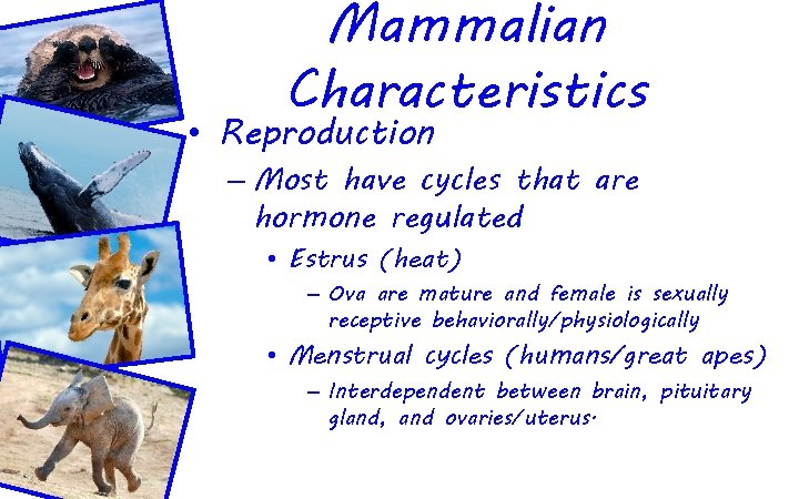 Mammalian Characteristics • Reproduction – Most have cycles that are hormone regulated • Estrus